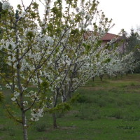 ciliegi-in-fiore-097